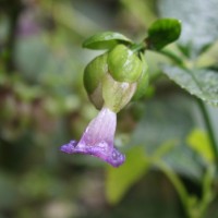 Strobilanthes lupulina Nees